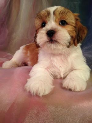 Attention Minnesota, Illinois, Wisconsin, and Iowa!  Purebredpups has Teddy Bear Puppies Available.  Lhasa and Bichon Mix Breed Puppies for Sale!